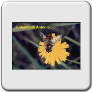 Syrphidae - Eristalis (Eoseristalis arbustorum)