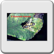 Syrphidae - Milesia crabroniformis