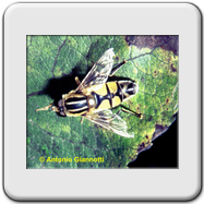 Syrphidae - Xylota sp.