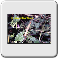 Tipulidae - Tipula oleracea