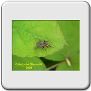 Tachinidae - Ectophasia crassipennis (m)