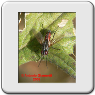 Tachinidae - Trichopoda pennipes