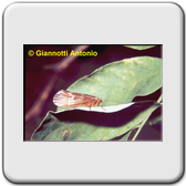 Trichoptera