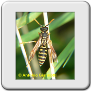 Vespidae - Polistes dominulus