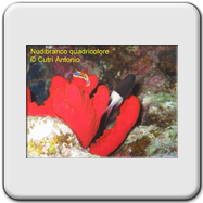 Notonecta glauca