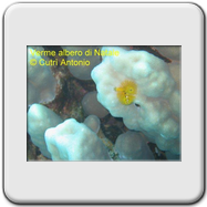 Notonecta (lutea)