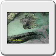Raphigaster nebulosa