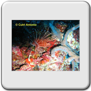 Carpocoris
