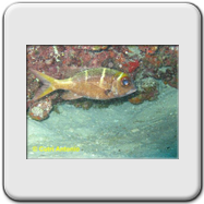 Carpocoris