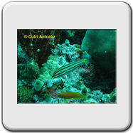 Dolicoris baccarum