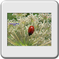 Coleoptera - Carabidae - Calosoma inquisitor