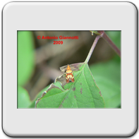 Coleoptera - Chrysomelidae - Oulema melanopus