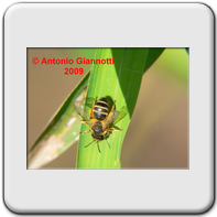 Coleoptera - Chrysomelidae - Labidostomis sp.