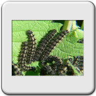Lachnaia italica italica