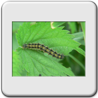 Lachnaia italica italica