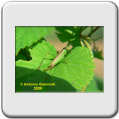 Diptera - Syrphidae - Episyrphus balteatus