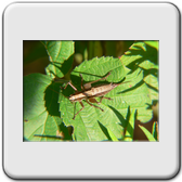 Lepidoptera - Sesiidae - Pyropteron chrysidiforme
