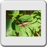 Lepidoptera - Sesiidae - Pyropteron chrysidiforme