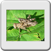 Lepidoptera - Noctuidae - Tyta luctuosa
