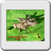Lepidoptera - Noctuidae - Tyta luctuosa