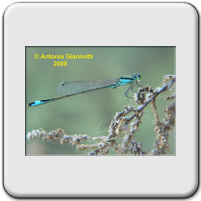 Ischnura elegans (m)