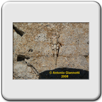 Acrididae
