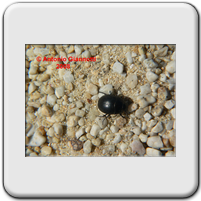 Erodius sp.