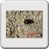 Erodius sp.