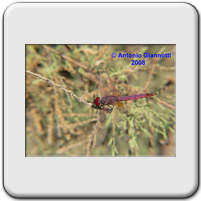 Trithemis annulata (m. adulto)