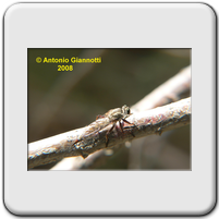 Asilidae