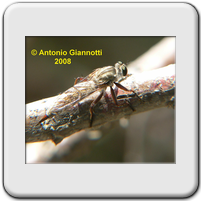 Asilidae