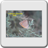 Lycaena phaleas