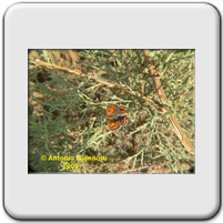 Lycaena phaleas