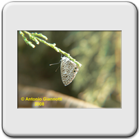 Leptotes pirithous