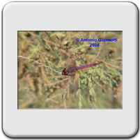 Trithemis annulata (m. adulto)