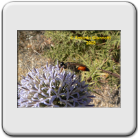 Sphecidae
