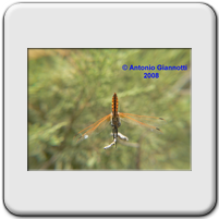 Trithemis annulata (m. immaturo)