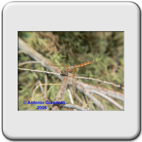 Trithemis annulata (m. immaturo)