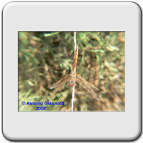 Trithemis annulata (m. immaturo)