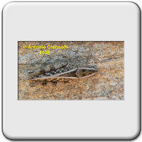 Acrididae (1)