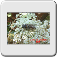Cicada orni
