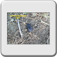 Pentodon sp.