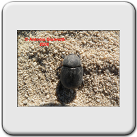 Pentodon sp.