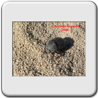 Pentodon sp.
