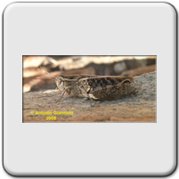 Acrididae (1)