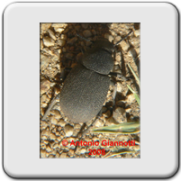 Graecopachys quadricollis 