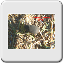 Graecopachys quadricollis 