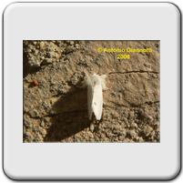Euproctis sp.
