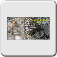 Acrididae (2)