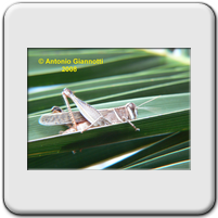 Acrididae (3)